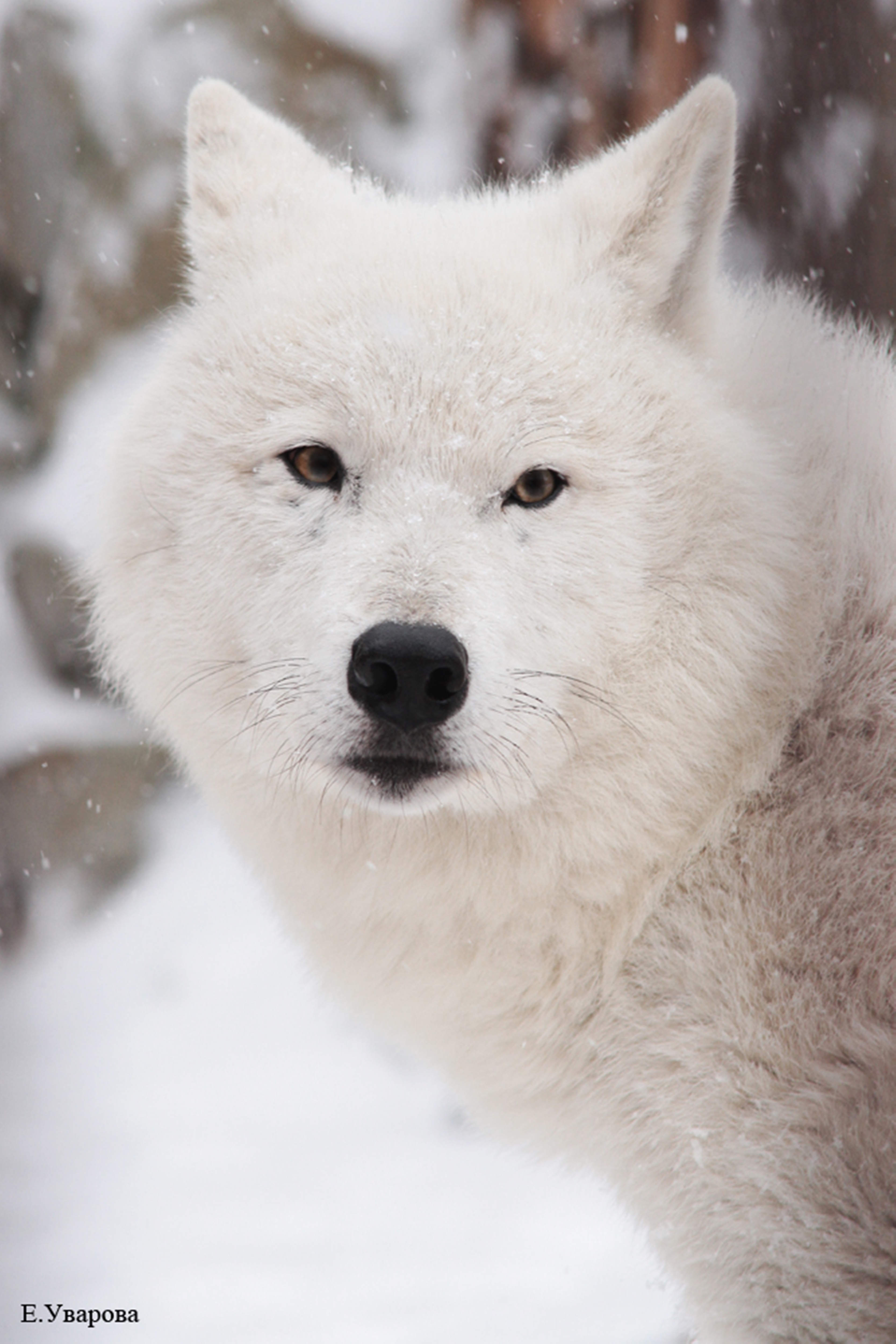 Арктический волк под нашей защитой - ЭКОХИМ-УРАЛ