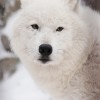 Арктический волк под нашей защитой - ЭКОХИМ-УРАЛ